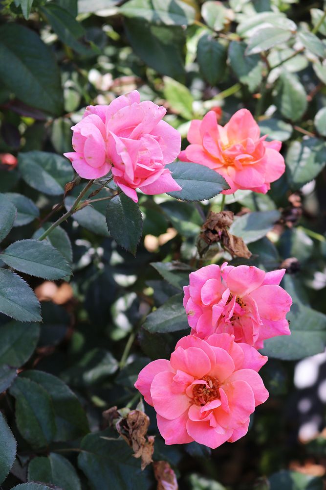 rosa-radral-coral-knock-out-reg-rose
