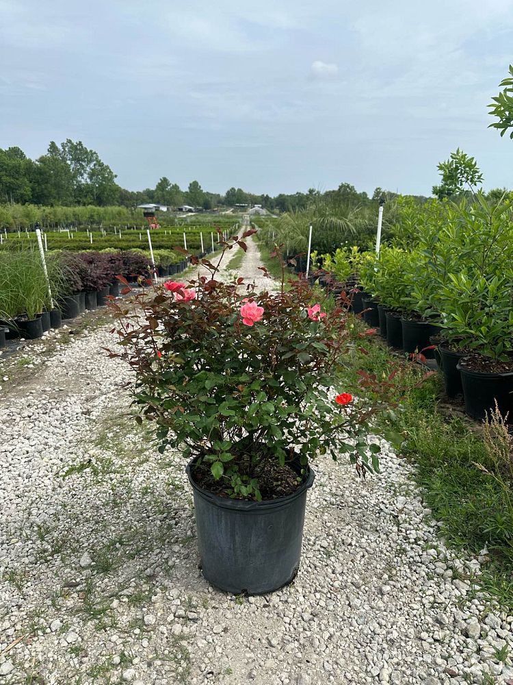 rosa-radral-coral-knock-out-reg-rose