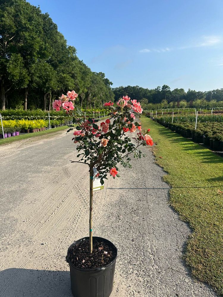 rosa-radral-coral-knock-out-reg-rose
