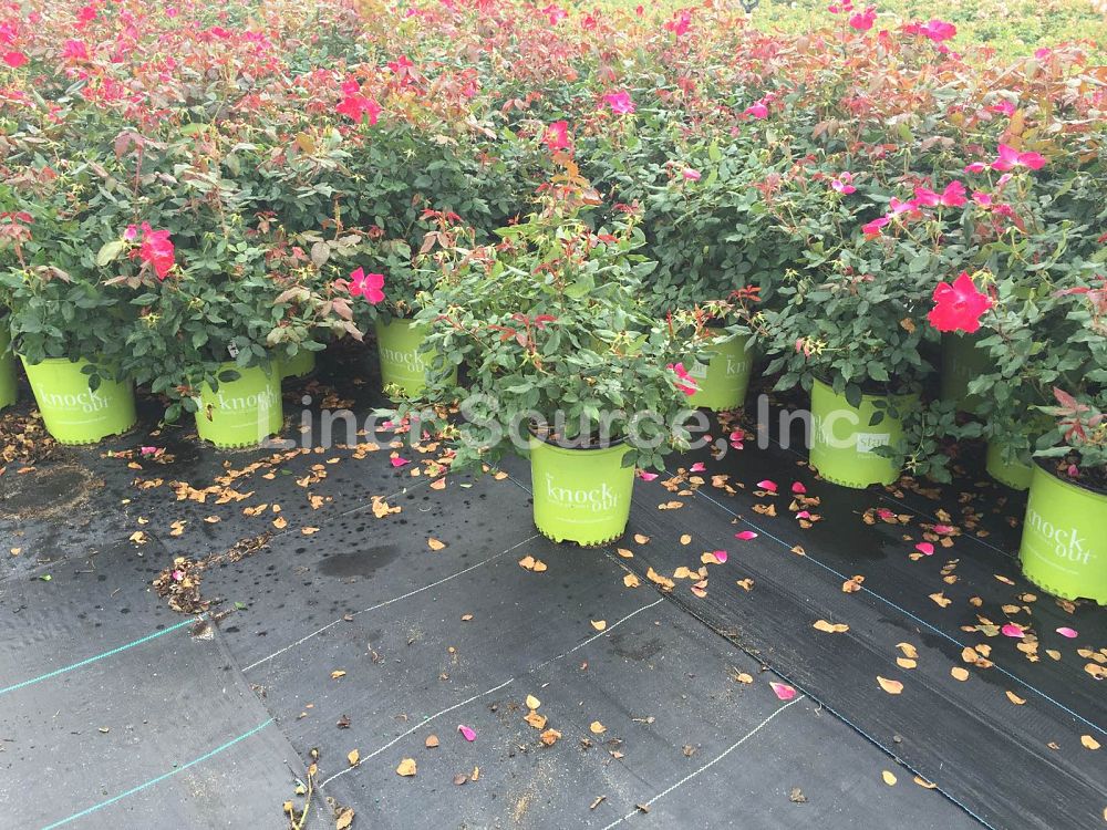 rosa-radrazz-red-knock-out-rose