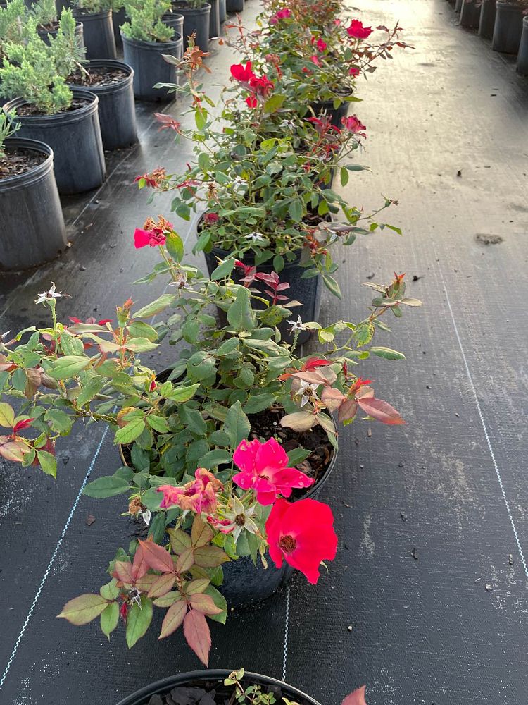 rosa-radrazz-red-knock-out-rose