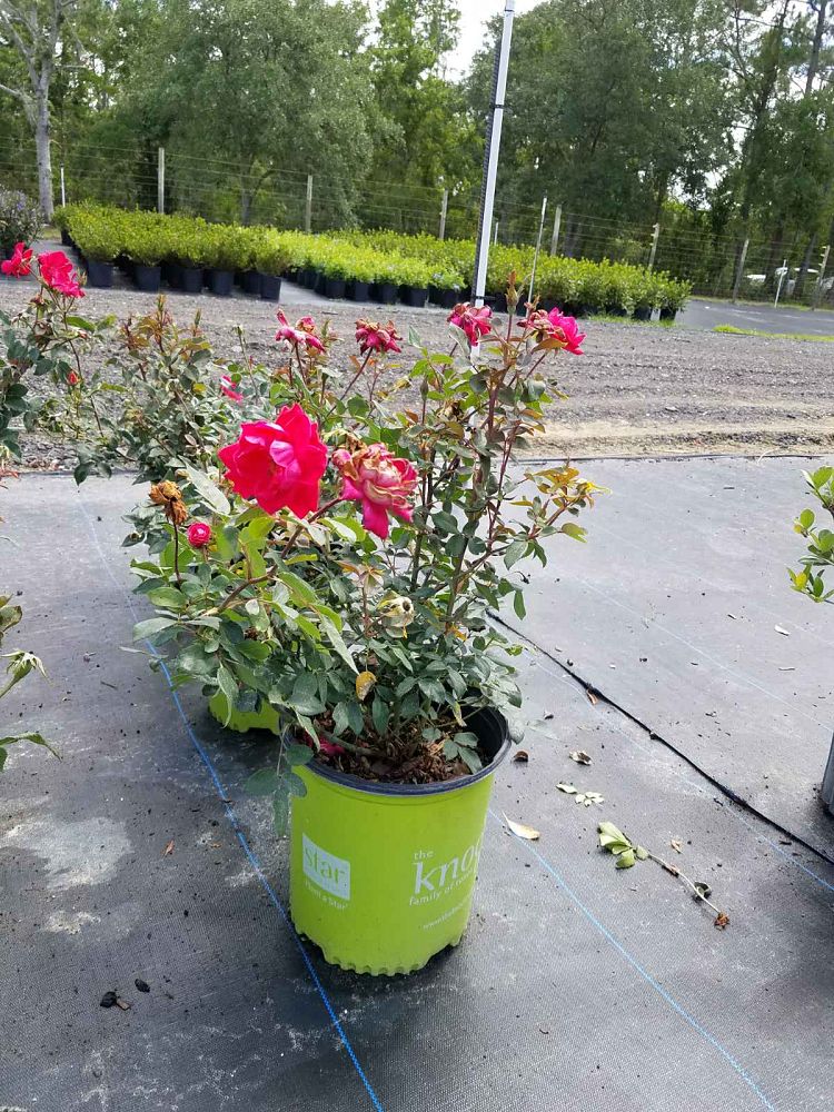 rosa-radrazz-red-knock-out-rose