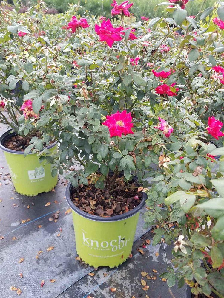 rosa-radrazz-red-knock-out-rose