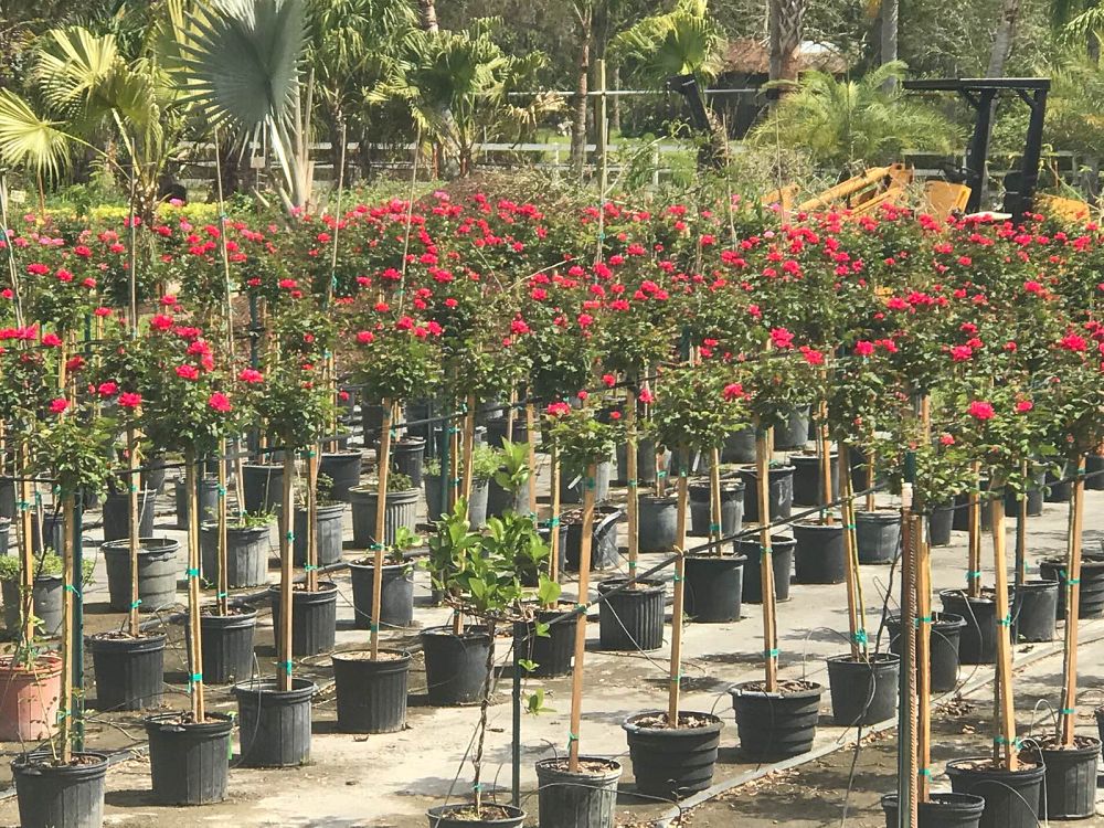 rosa-radrazz-red-knock-out-rose