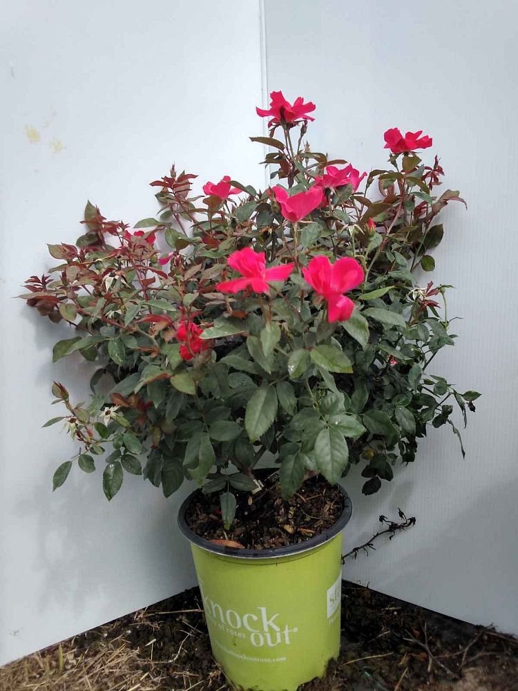 rosa-radrazz-red-knock-out-rose