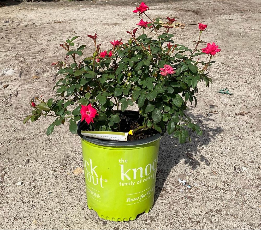 rosa-radrazz-red-knock-out-rose