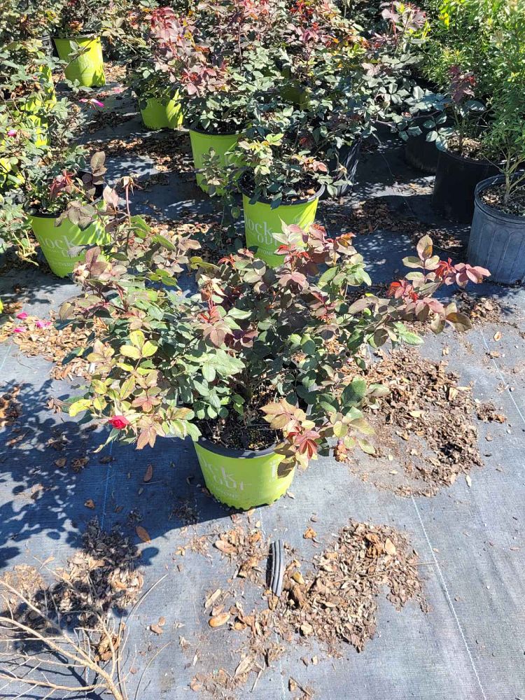 rosa-radrazz-red-knock-out-rose