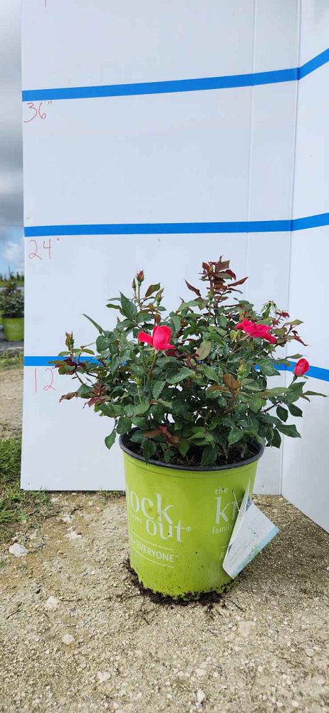 rosa-radrazz-red-knock-out-rose
