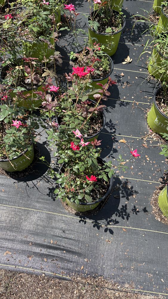 rosa-radrazz-red-knock-out-rose