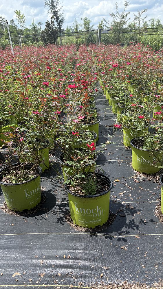 rosa-radrazz-red-knock-out-rose