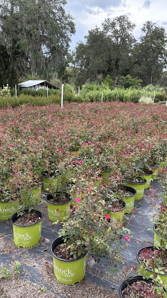 rosa-radrazz-red-knock-out-rose