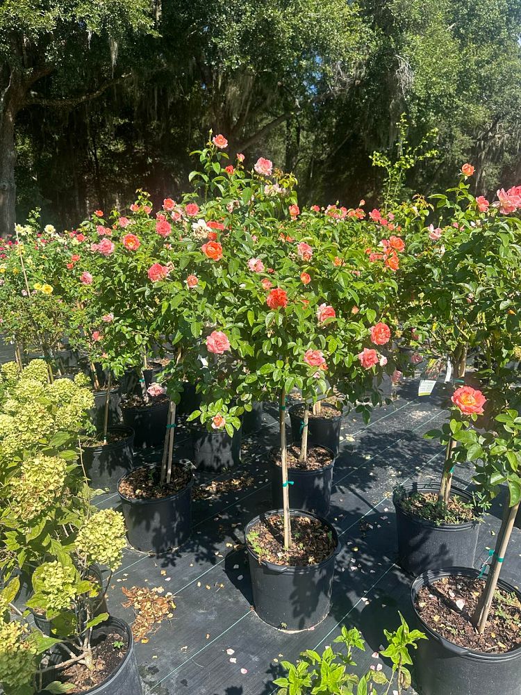 rosa-radslam-orange-glow-knock-out-rose
