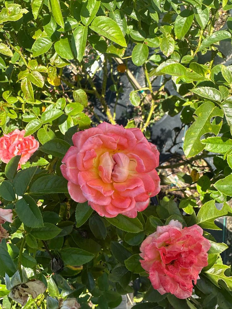 rosa-radslam-orange-glow-knock-out-rose