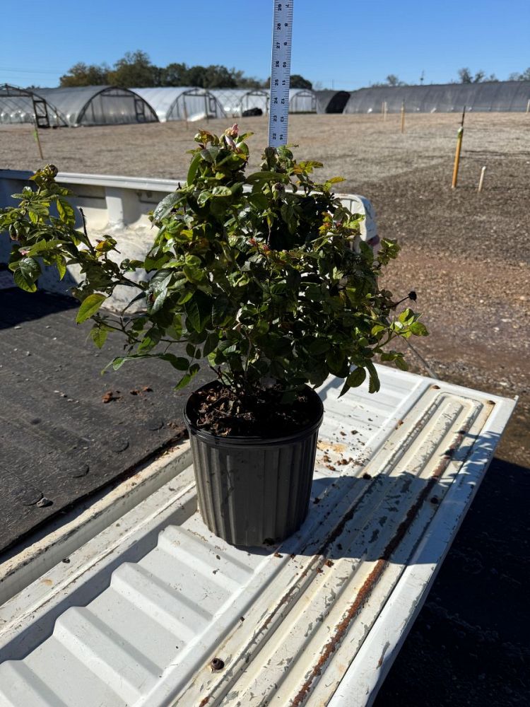 rosa-radslam-orange-glow-knock-out-rose