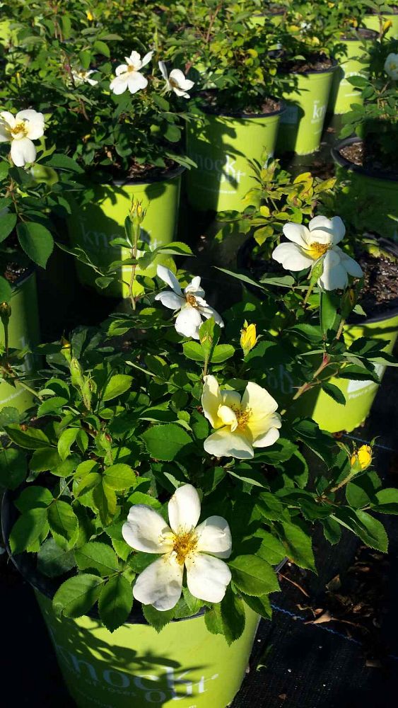 rosa-radsunny-sunny-knock-out-reg-rose