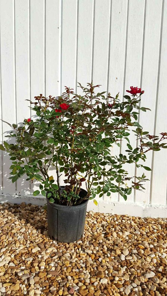 rosa-radsunny-sunny-knock-out-reg-rose