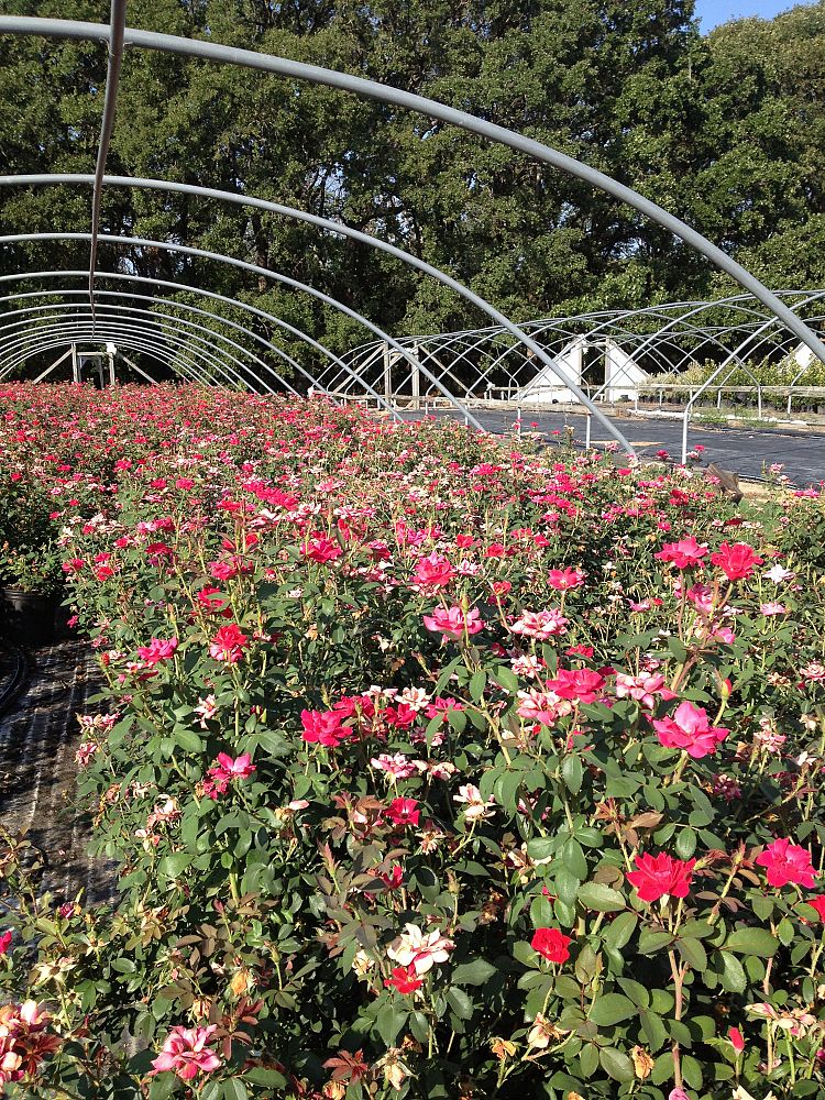 rosa-radtko-red-double-knock-out-rose