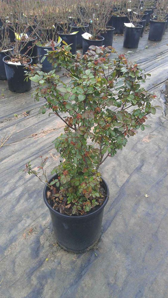 rosa-radtko-red-double-knock-out-rose