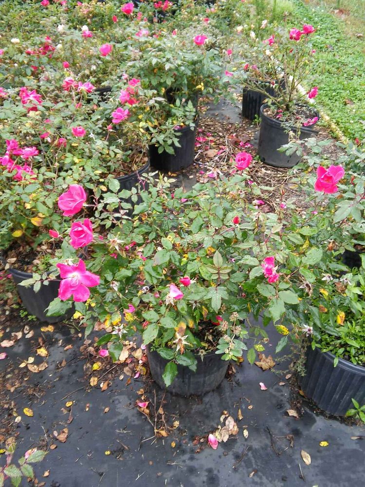 rosa-radtko-red-double-knock-out-rose