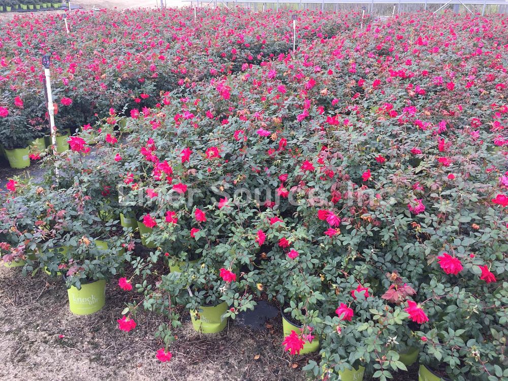 rosa-radtko-red-double-knock-out-rose