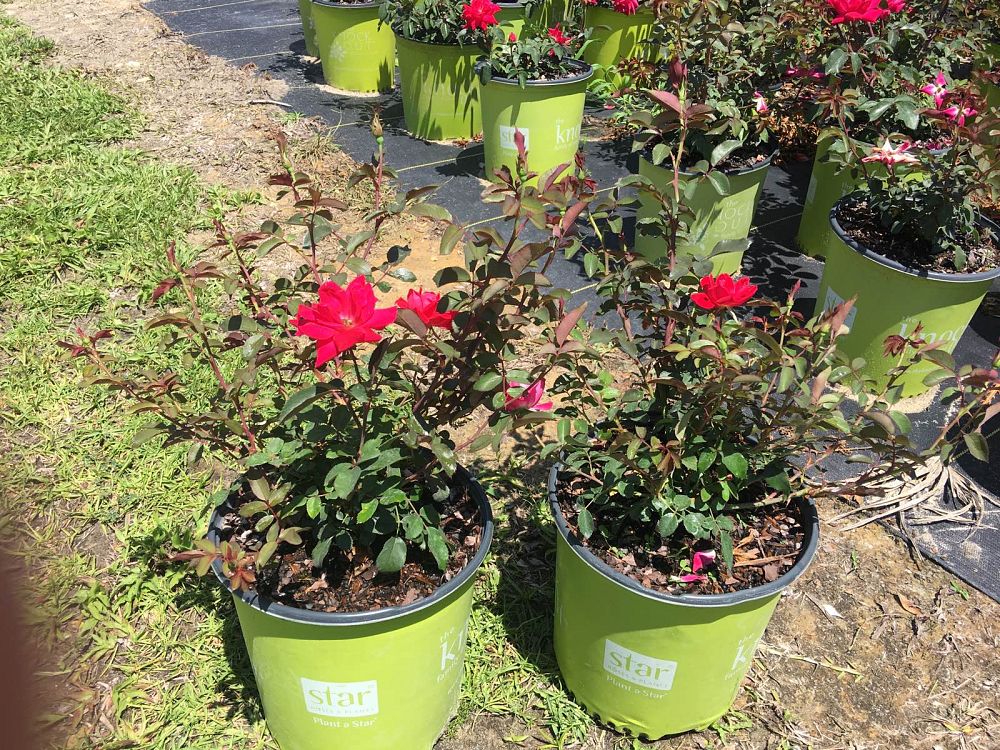 rosa-radtko-red-double-knock-out-rose