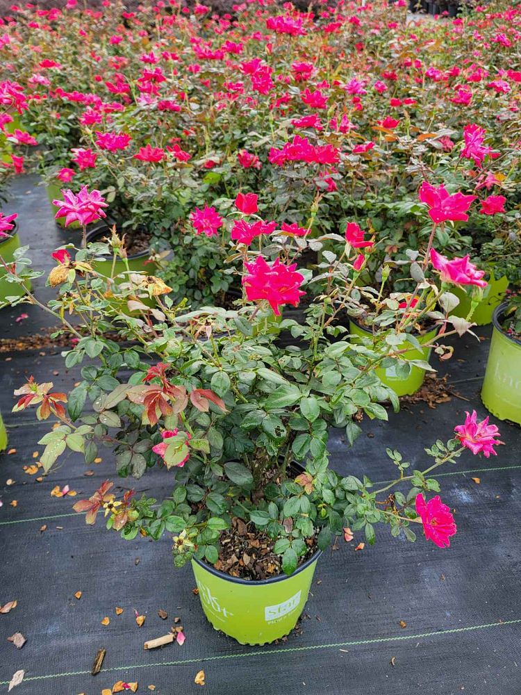 rosa-radtko-red-double-knock-out-rose