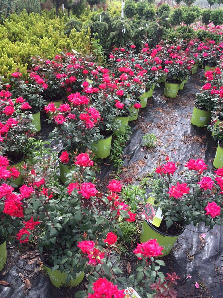 rosa-radtko-red-double-knock-out-rose
