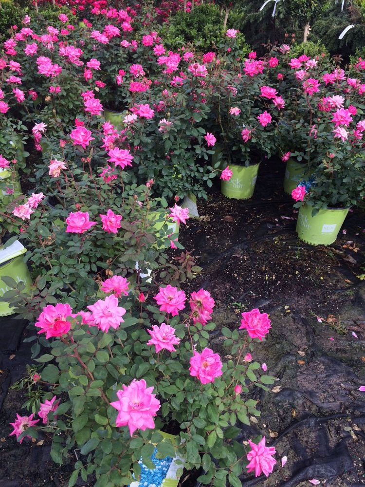 rosa-radtko-red-double-knock-out-rose