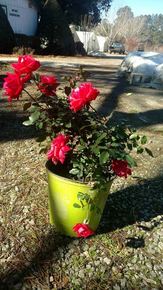 rosa-radtko-red-double-knock-out-rose