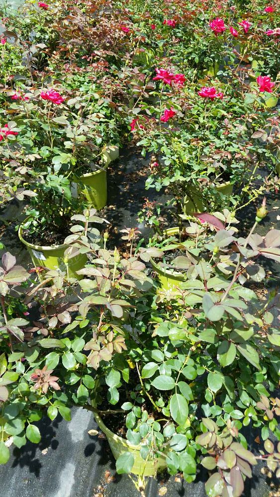 rosa-radtko-red-double-knock-out-rose