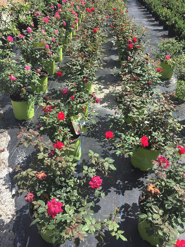 rosa-radtko-red-double-knock-out-rose