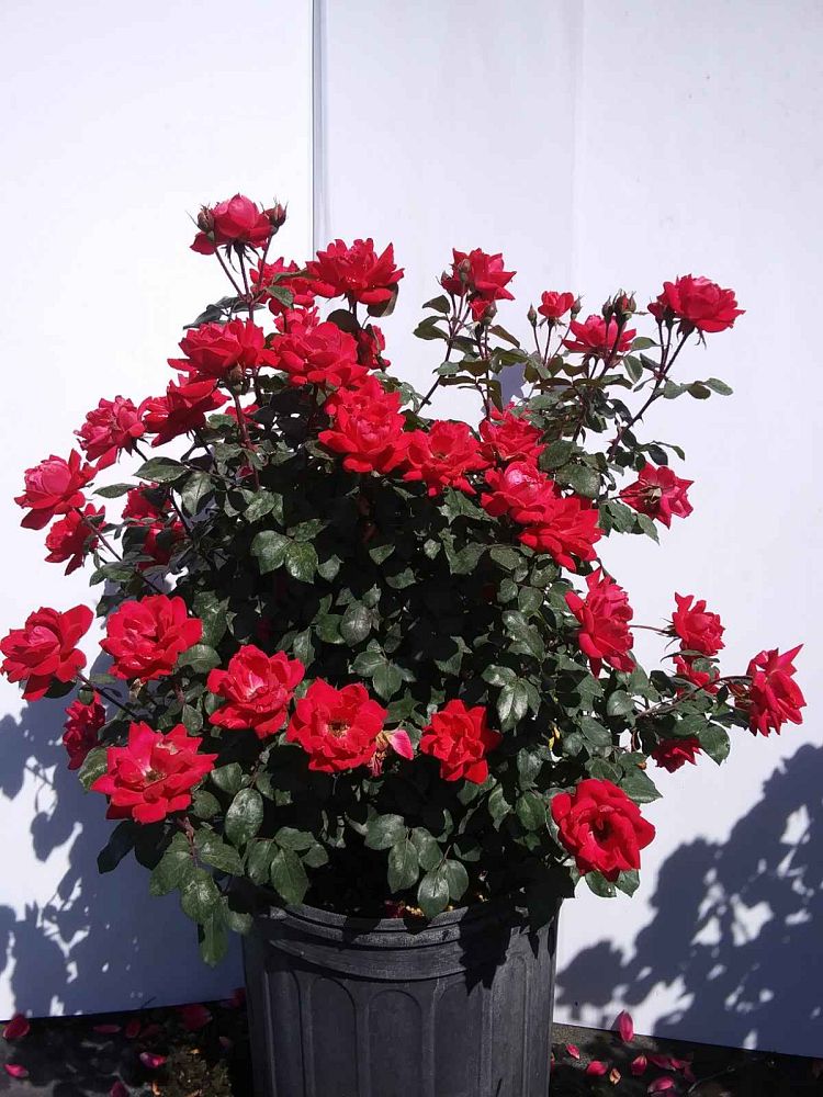 rosa-radtko-red-double-knock-out-rose