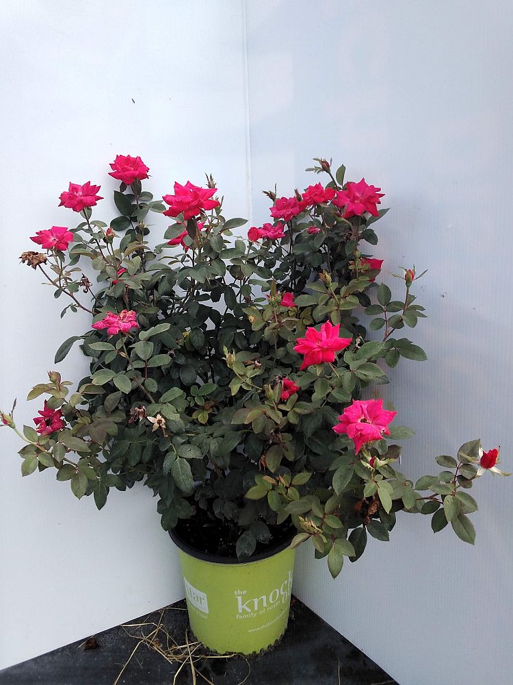 rosa-radtko-red-double-knock-out-rose