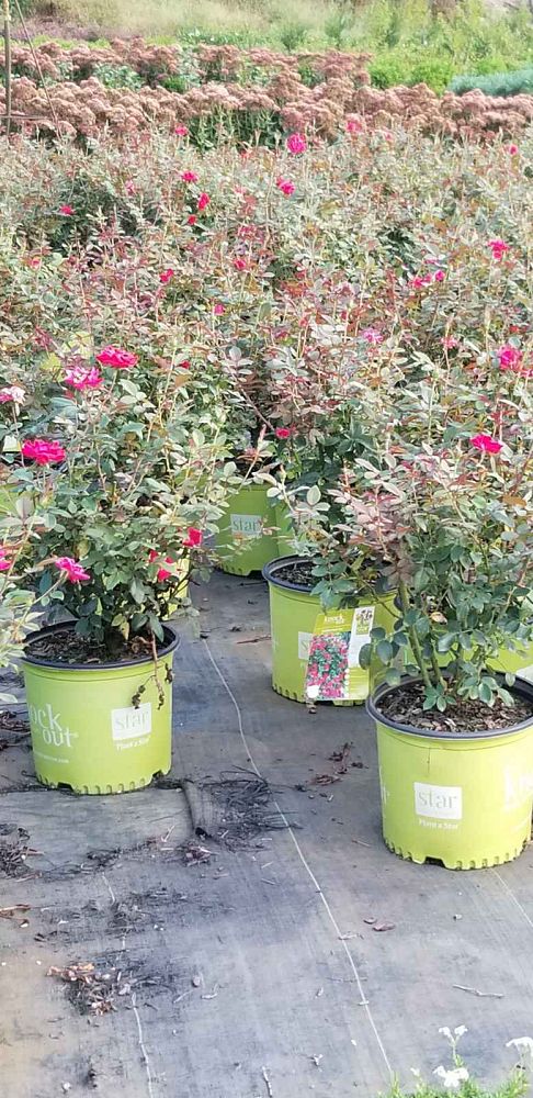 rosa-radtko-red-double-knock-out-rose