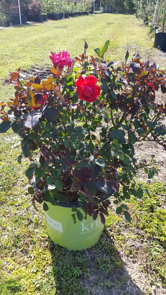rosa-radtko-red-double-knock-out-rose