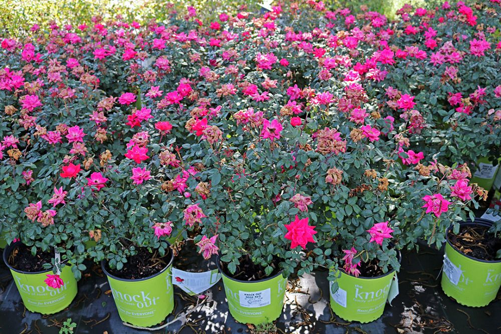 rosa-radtko-red-double-knock-out-rose