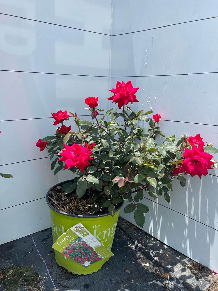 rosa-radtko-red-double-knock-out-rose