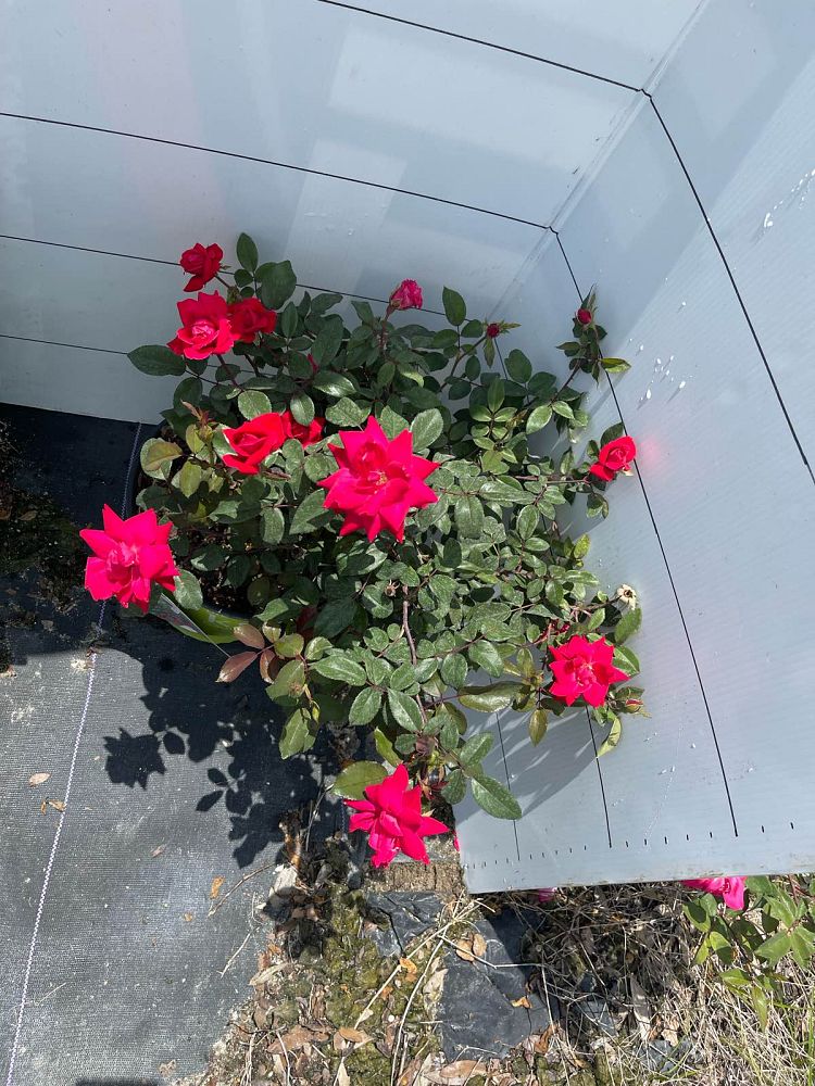 rosa-radtko-red-double-knock-out-rose