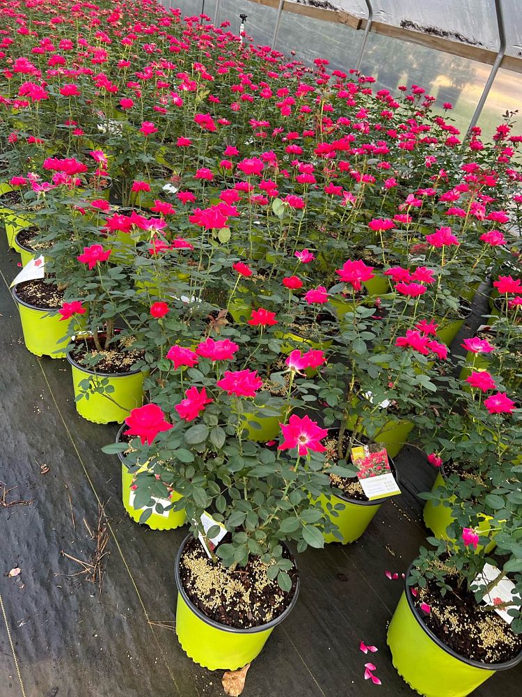 rosa-radtko-red-double-knock-out-rose