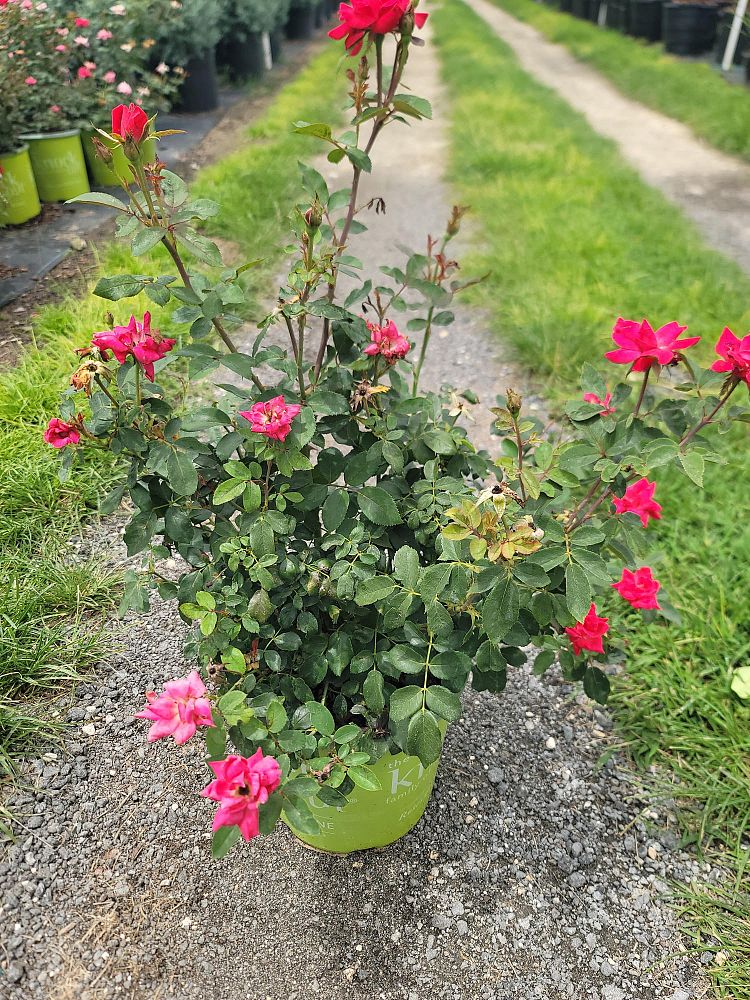 rosa-radtko-red-double-knock-out-rose