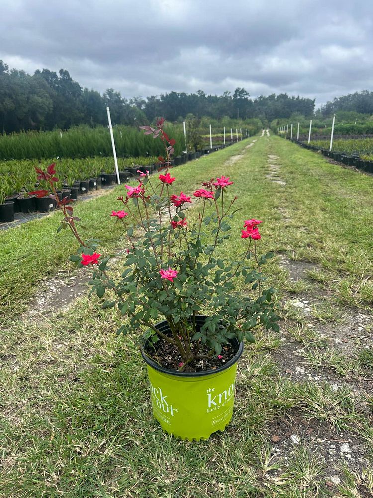 rosa-radtko-red-double-knock-out-rose