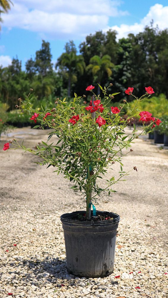 rosa-radtko-red-double-knock-out-rose