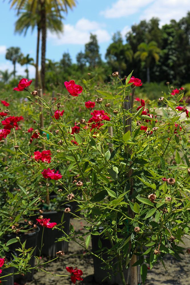 rosa-radtko-red-double-knock-out-rose