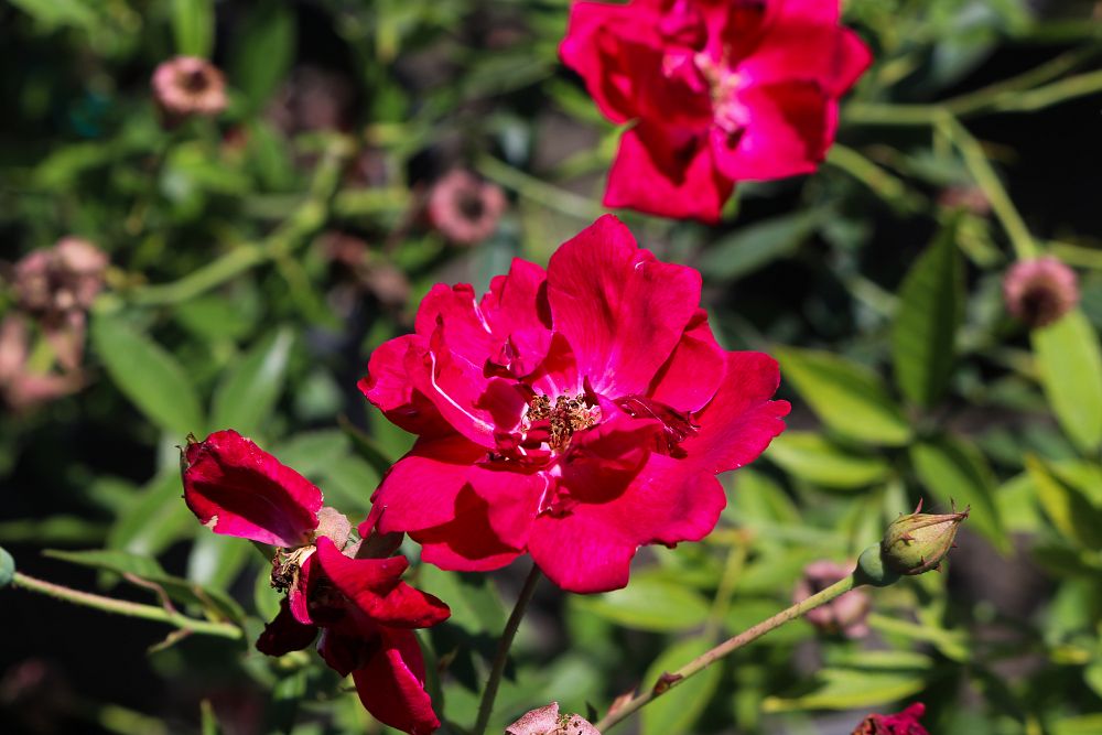 rosa-radtko-red-double-knock-out-rose