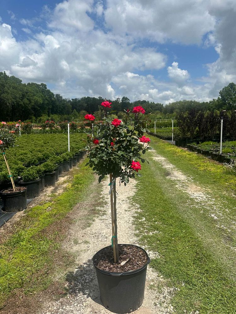 rosa-radtko-red-double-knock-out-rose