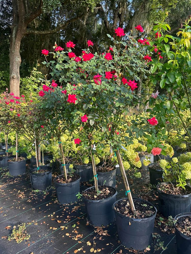 rosa-radtko-red-double-knock-out-rose
