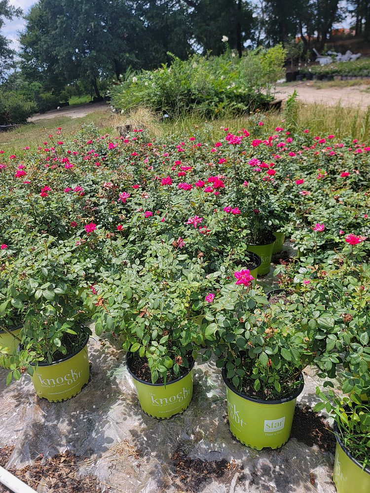rosa-radtko-red-double-knock-out-rose