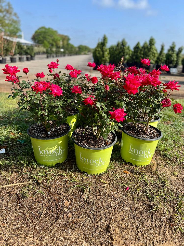 rosa-radtko-red-double-knock-out-rose