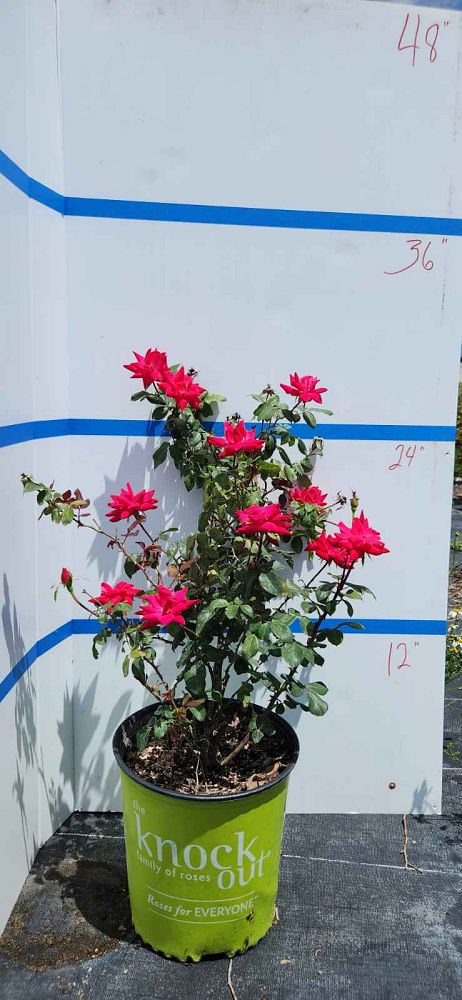 rosa-radtko-red-double-knock-out-rose