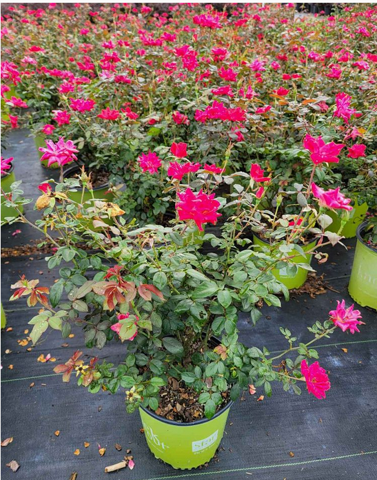 rosa-radtko-red-double-knock-out-rose